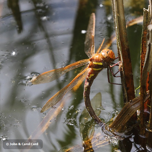 J01_3900 Aeshna grandis ovipositing.JPG